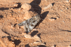 Heliothis punctifera