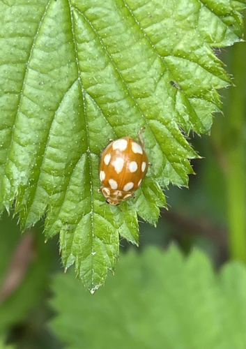 Little Arboreal Lady Beetle, Nationalpark De Maasduinen, Well, Limburg, NL, photo 6 of 10