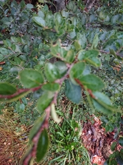 Nothofagus betuloides