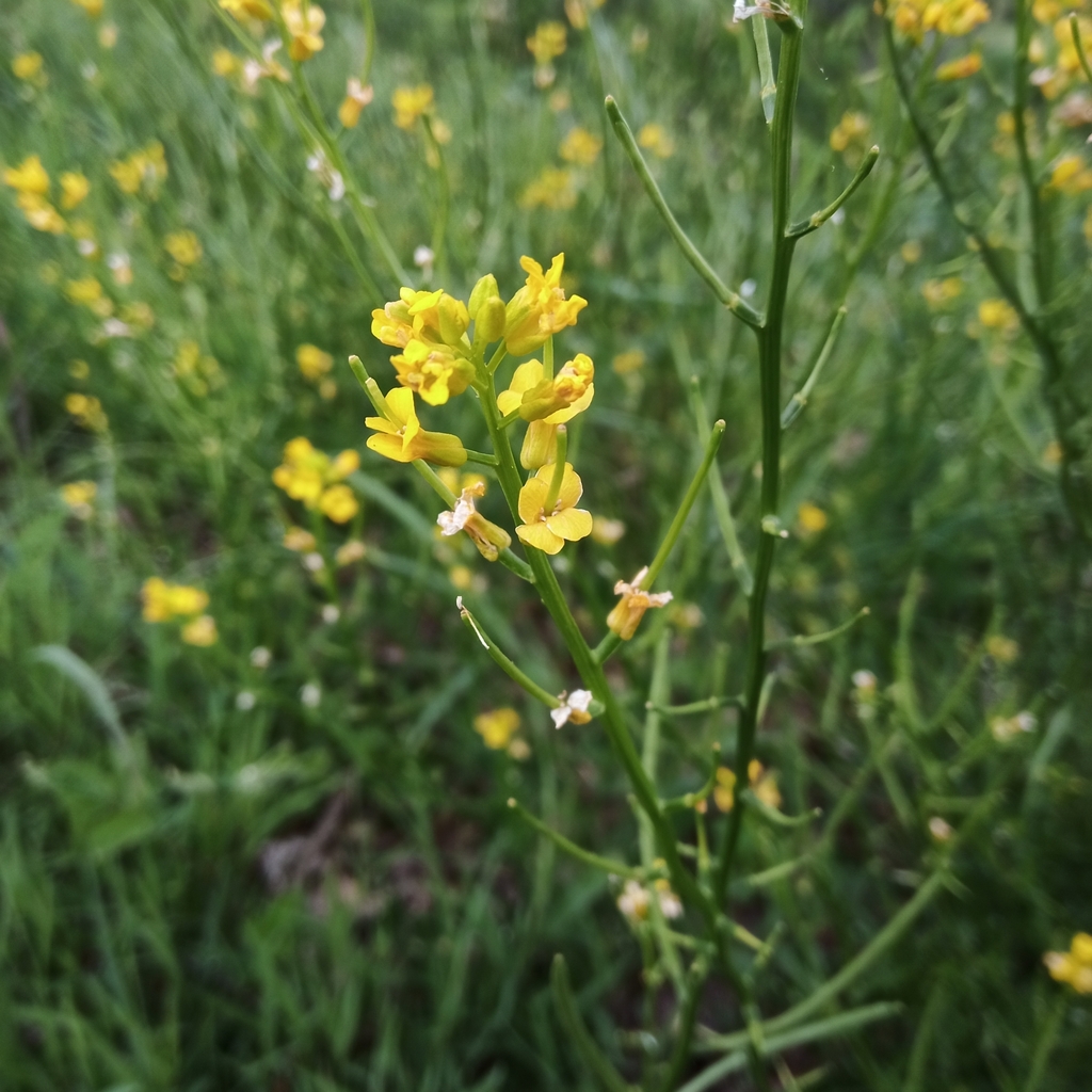 bitter wintercress from Clinton, TN 37716, USA on April 21, 2024 at 12