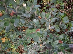 Nothofagus betuloides