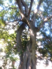 Magnoliopsida