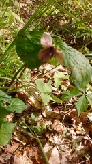 Trillium rugelii