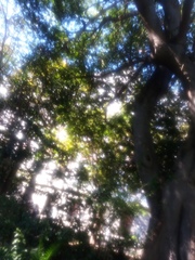 Magnoliopsida