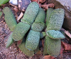 Gasteria