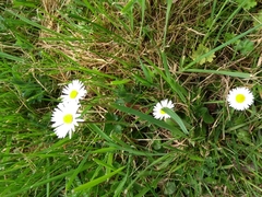 Bellis perennis