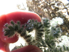 Cryptantha barbigera