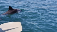 Cephalorhynchus heavisidii