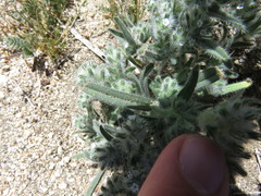 Cryptantha barbigera