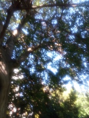 Magnoliopsida
