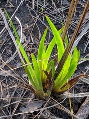 Xyris serotina