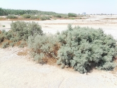 Tamarix aucheriana