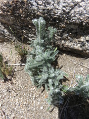 Cryptantha barbigera