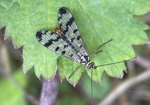 Meadow Scorpionfly, Nationalpark De Maasduinen, Well, Limburg, NL, photo 5 of 10