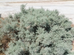 Tamarix aucheriana