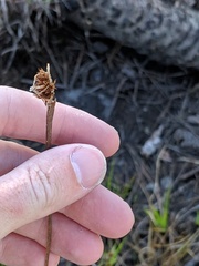 Xyris serotina