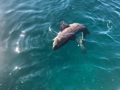 Notorynchus cepedianus