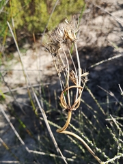 Annesorhiza macrocarpa