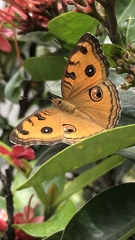 Junonia almana