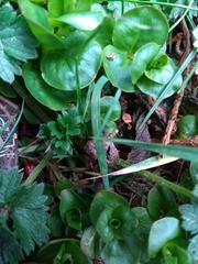 Lysimachia nummularia