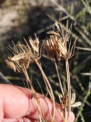 Annesorhiza macrocarpa