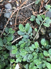 Elatostema parvum
