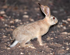 Lepus capensis