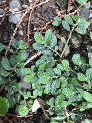 Elatostema parvum