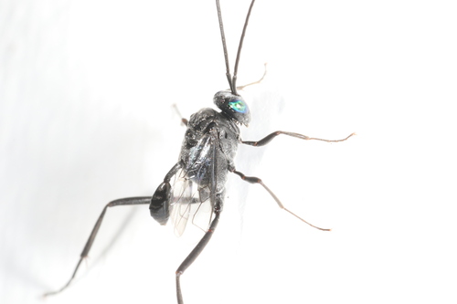 Blue-eyed Ensign Wasp