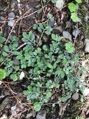 Elatostema parvum