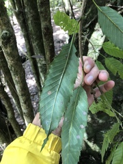 Quercus stenophylloides