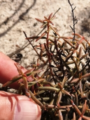 Crassula cymosa