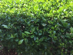 Corynocarpus