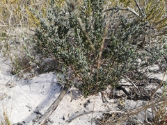 Lampranthus stipulaceus