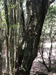 Quercus stenophylloides