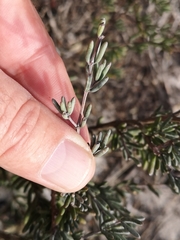 Lampranthus stipulaceus