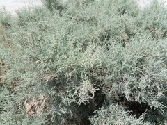 Tamarix aucheriana