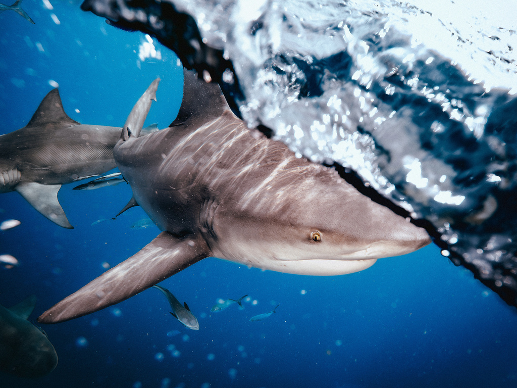 Photo of Bull Shark (Carcharhinus leucas)