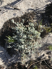 Helichrysum litorale