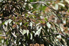 Cryptocarya