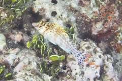 Cirrhitichthys falco