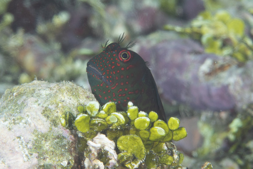Springers slijmvis (Cirripectes springeri) — Blenniidae — 4