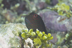 Cirripectes springeri