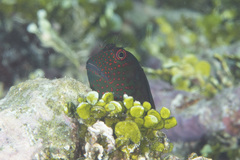 Cirripectes springeri