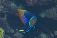 Pomacanthus navarchus