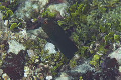 Cirripectes springeri