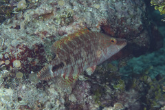 Oxycheilinus celebicus