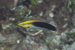 Labroides pectoralis