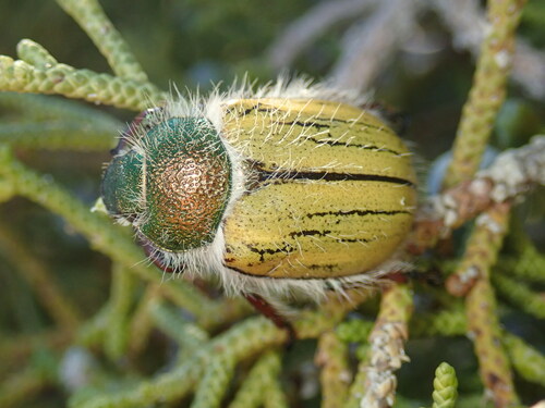 Punctate Little Bear Scarab Beetle photo 3