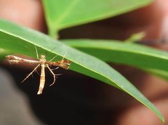 Xyroptila oenophanes